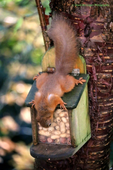 Red Squirrel Feeding